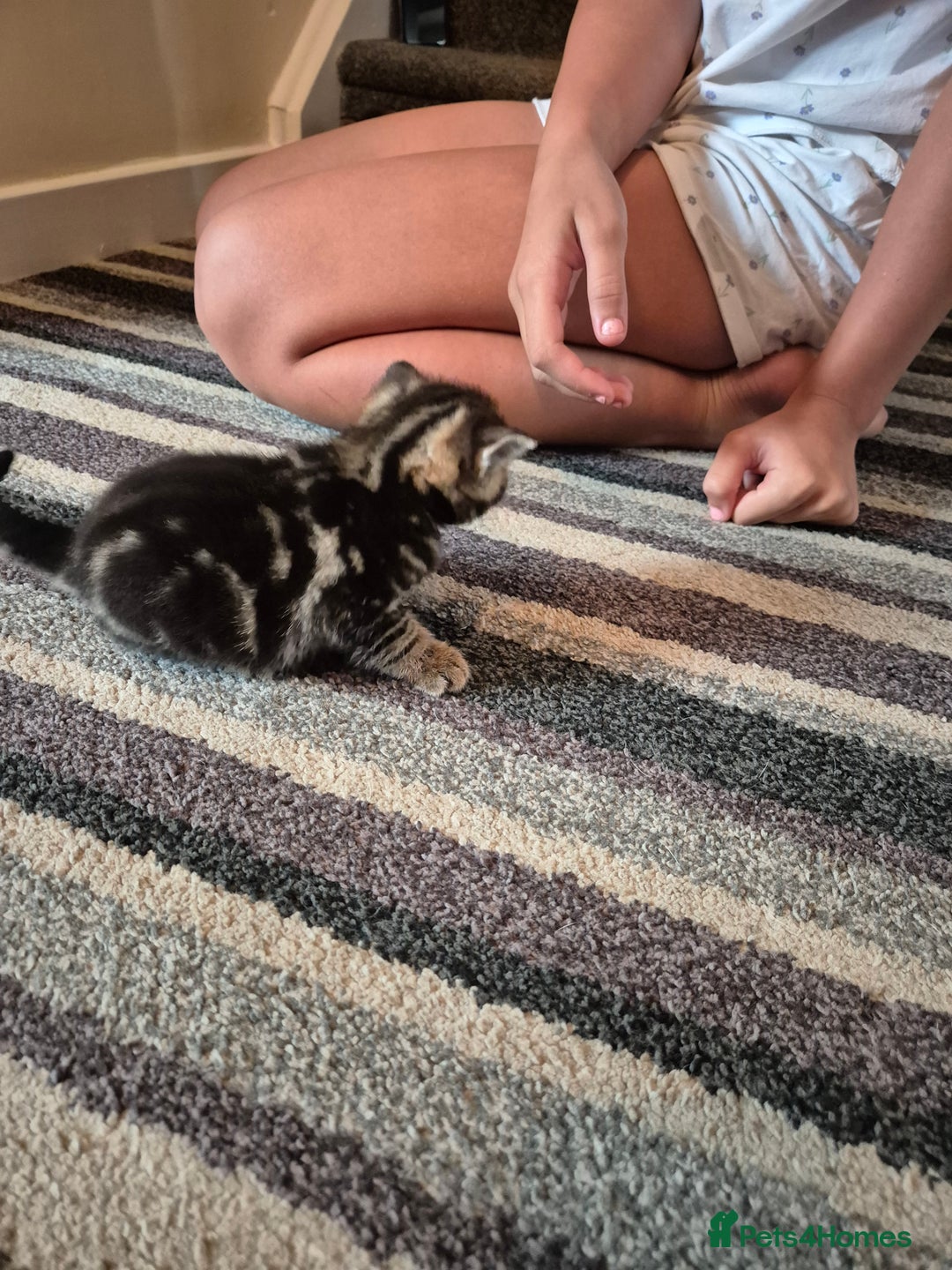 Domestic Shorthair cats for sale: 2 kittens 1 girl and one boy - Image 6