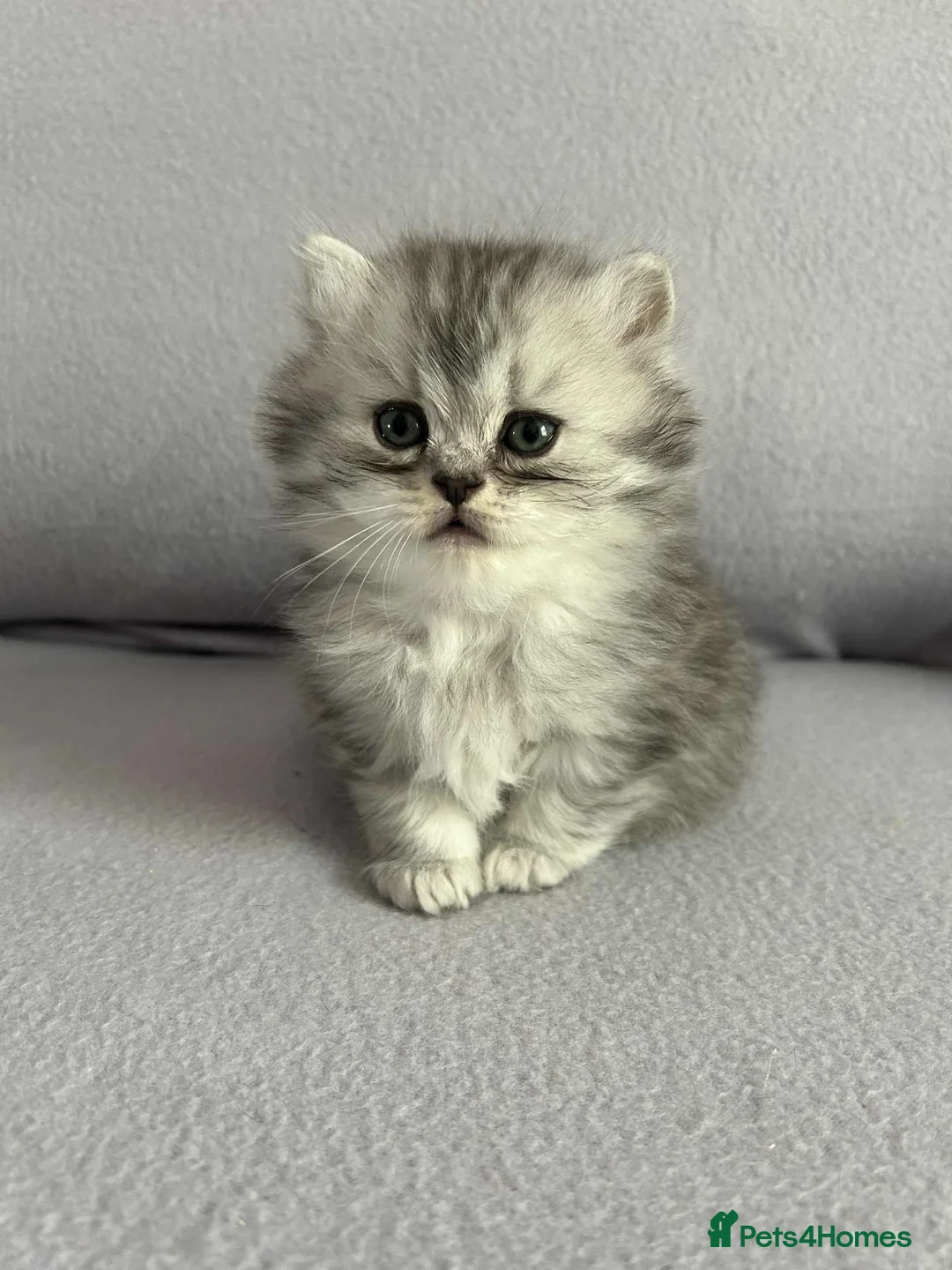British Shorthair cats for sale: Stunning British Shorthair kittens - Advert 18