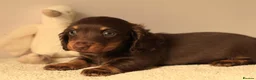 Miniature Dachshund dogs for sale: 5*Licensed Holistic +Kc reg+Pra Clear+Vet Checked - Advert 17