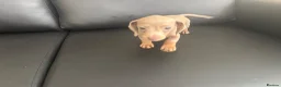 Miniature Dachshund dogs for sale: Miniature Dutch hound in Reading - Advert 8