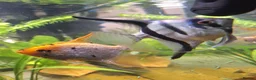 Angelfish fish for sale: Home Bred Blue Smokey / Pinoy Angelfish 2.5cm  - Advert 6