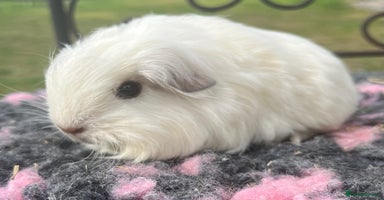 Guinea Pig rodents - Advert 14