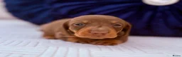 Miniature Dachshund dogs for sale: ⭐ Full Pedigree KC Registered Miniature Daschunds in Farnborough - Advert 6