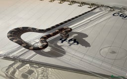 Corn Snake reptiles for sale: various baby corns avaliable  - Image 7