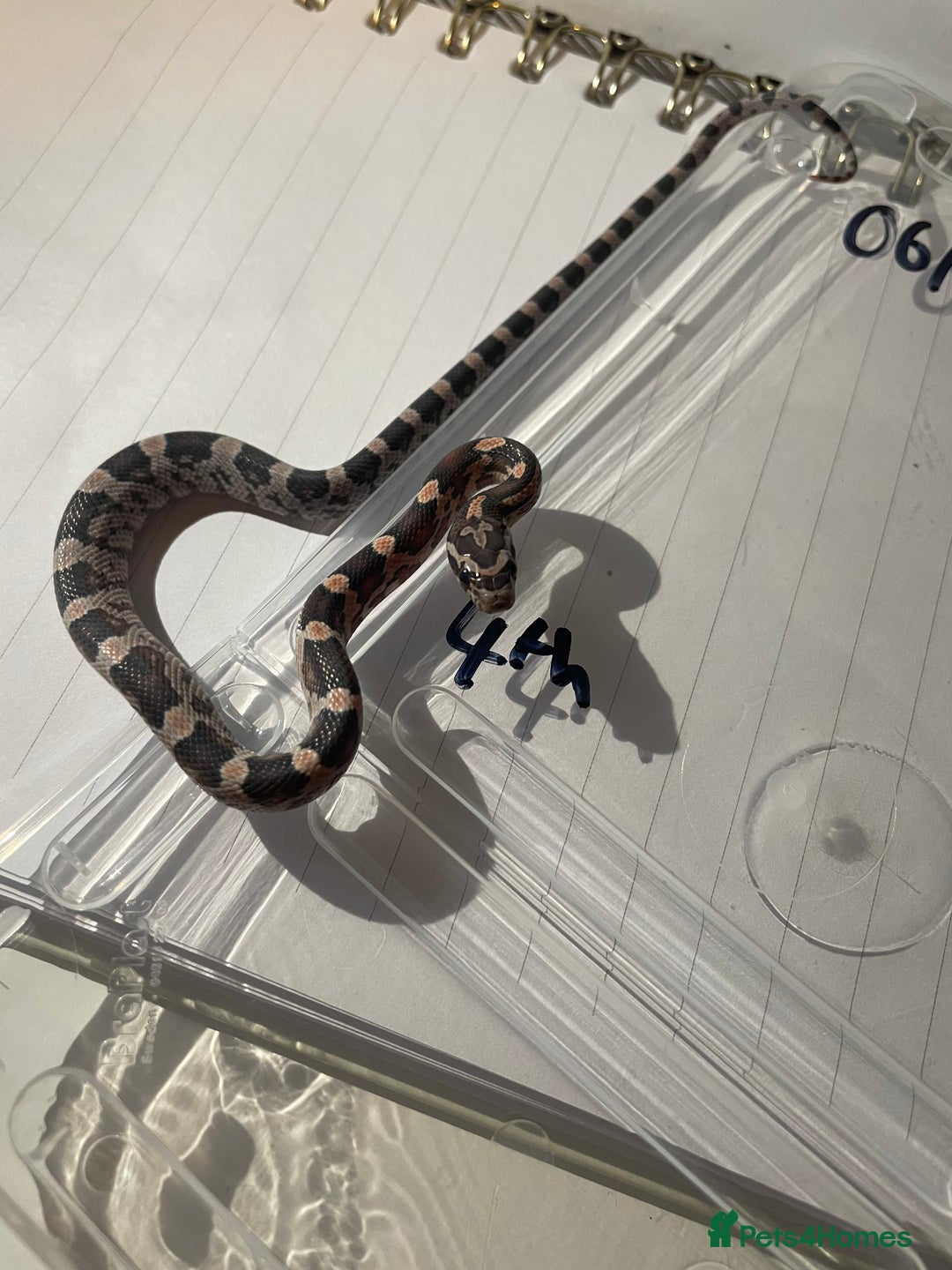 Corn Snake reptiles for sale: various baby corns avaliable  - Image 7