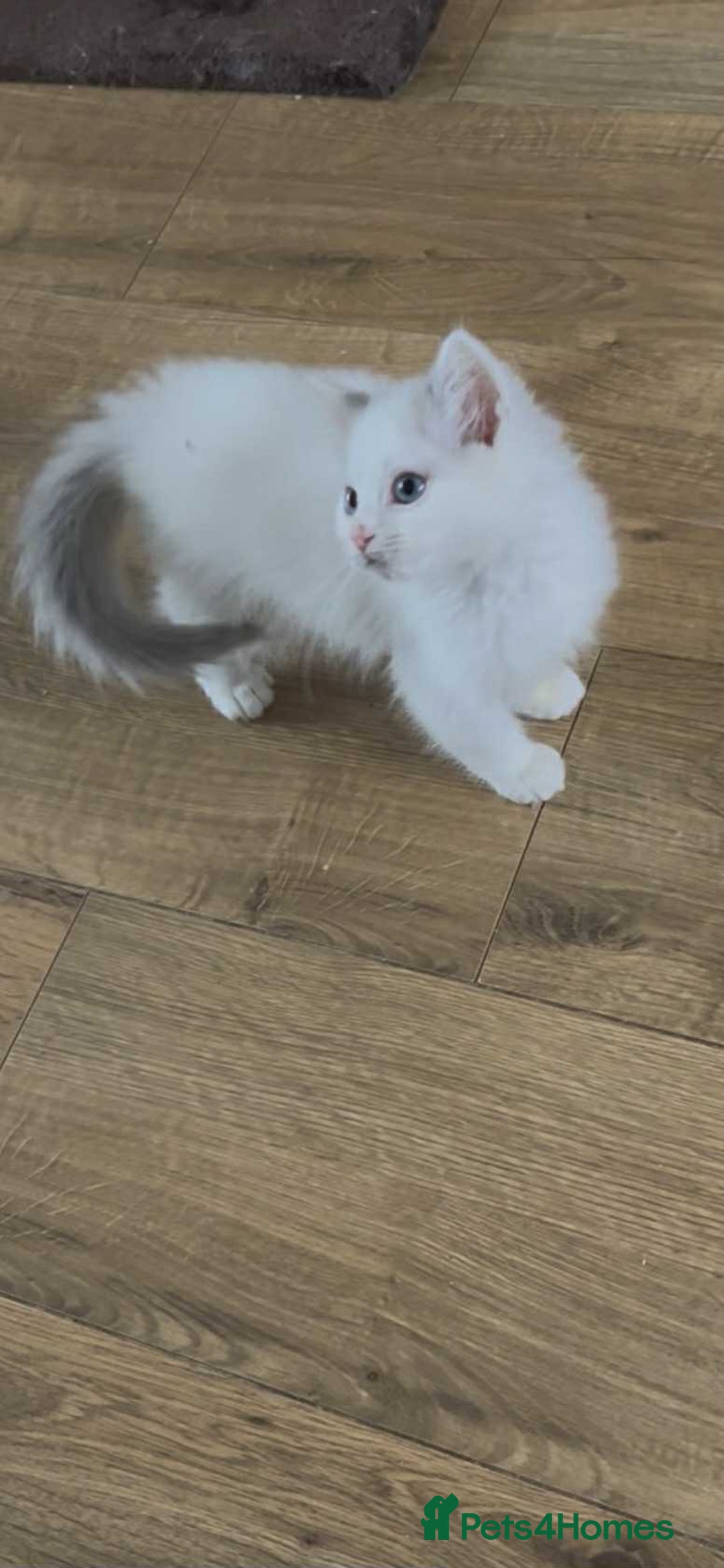 Ragdoll cats for sale: Beautiful Ragdoll kittens  - Image 16