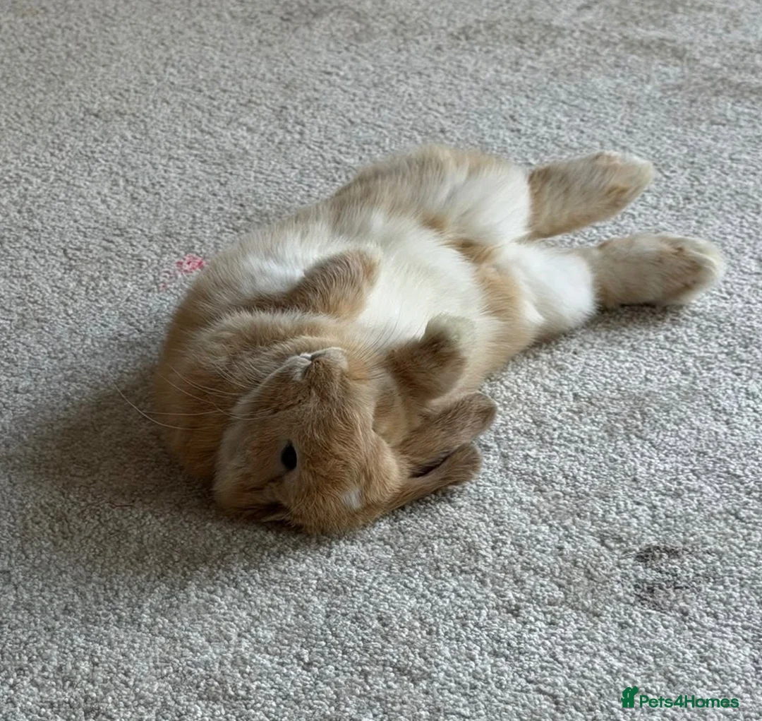Mini Lop rabbits for sale: Beautiful mini lop Bunny in Fleet - Advert 5