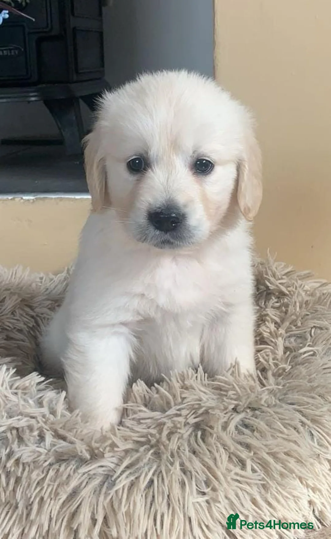 Golden Retriever dogs for sale: Top quality golden retriever puppies - Advert 3