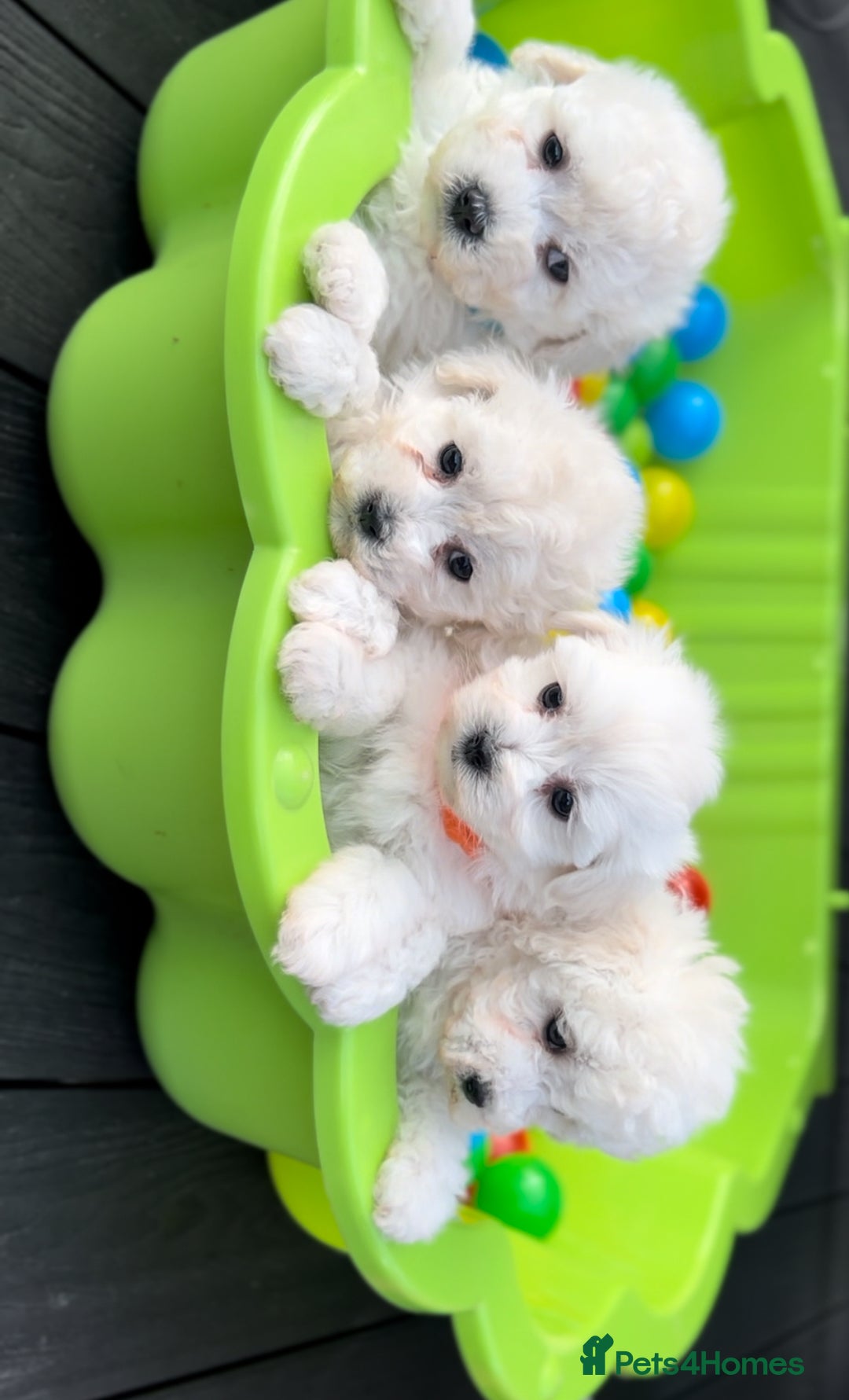 Bichon Frise dogs for sale: Beautiful Bichon Frise only 1 available  - Image 14