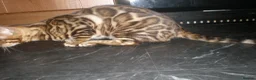 Bengal cats for sale: Beautiful Male Bengal - ready to leave  in Manchester - Advert 9