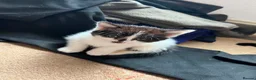 Mixed Breed cats for sale: 6 Fluffy Kitties - Advert 13