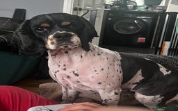 American Cocker Spaniel dogs for sale: American cocker spaniel  - Image 1