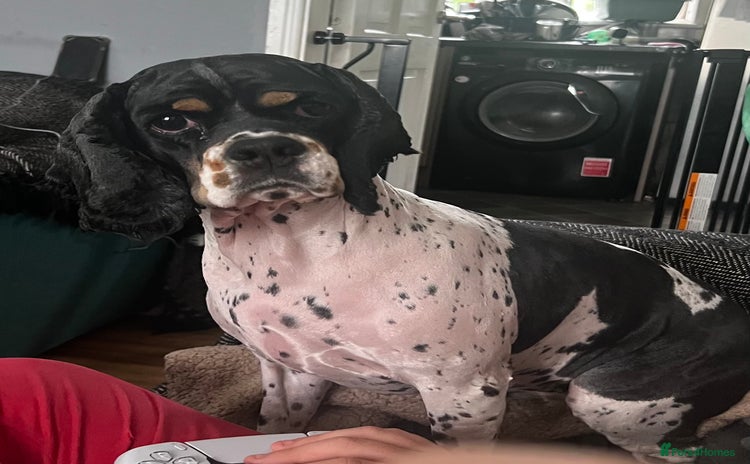 American Cocker Spaniel dogs - Advert 1