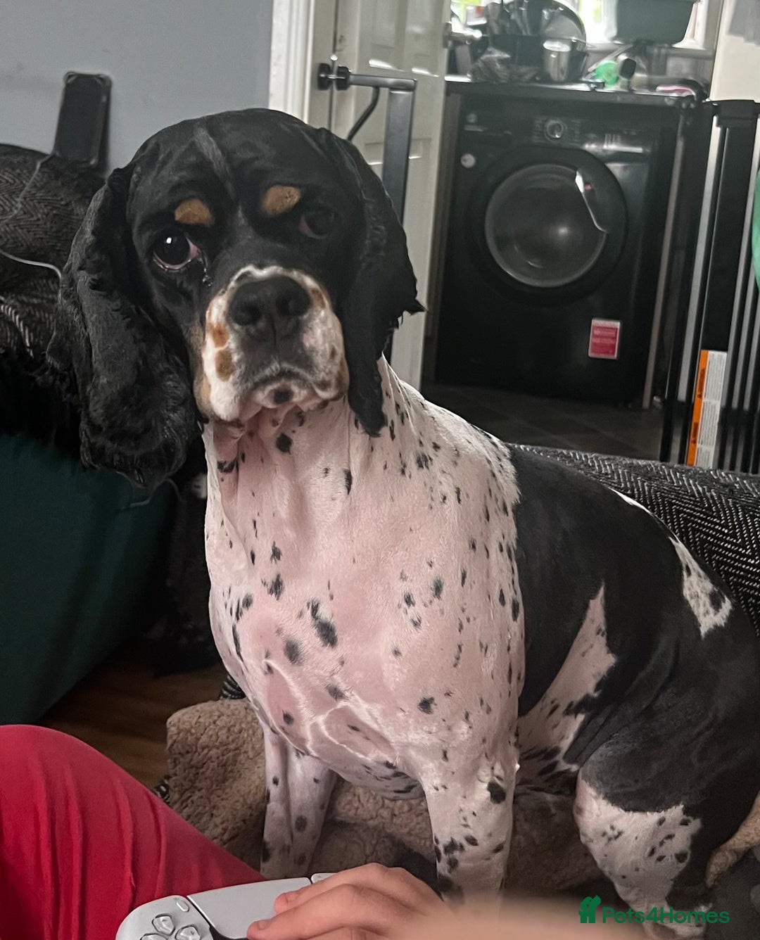 American Cocker Spaniel dogs for sale: American cocker spaniel  - Image 1