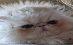 Persian cats for sale: Stunning pure bred persian kittens - Image 7