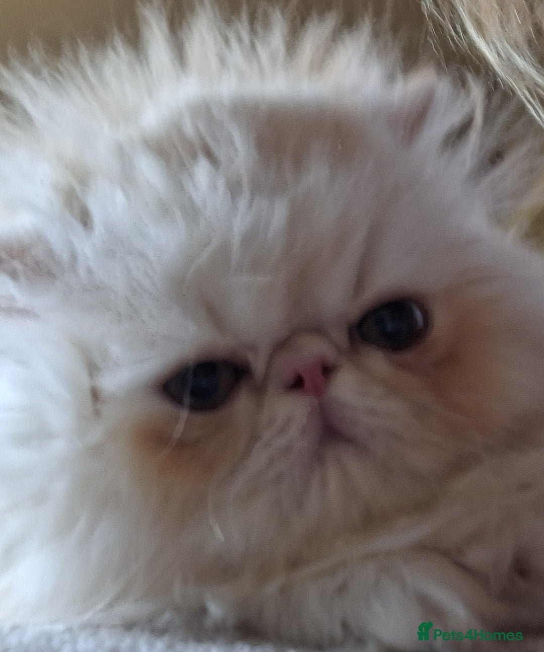 Persian cats for sale: Stunning pure bred persian kittens - Image 7