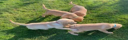 Labrador Retriever dogs for sale: KC Registered Labrador Retriever puppies  - Advert 20