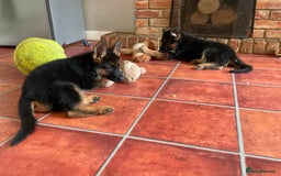 German Shepherd dogs for sale: 25 years experience  breeding German Shepherds - Image 32