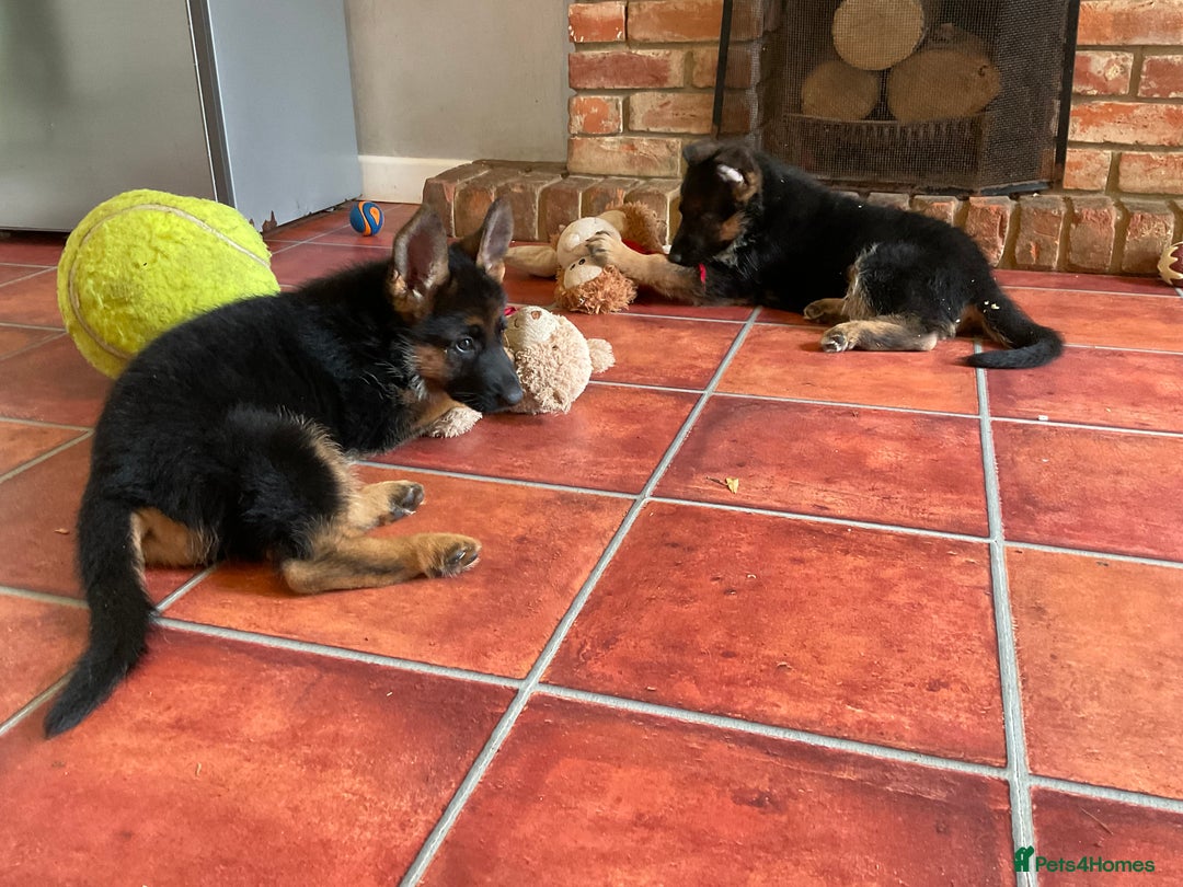 German Shepherd dogs for sale: 25 years experience  breeding German Shepherds - Image 32