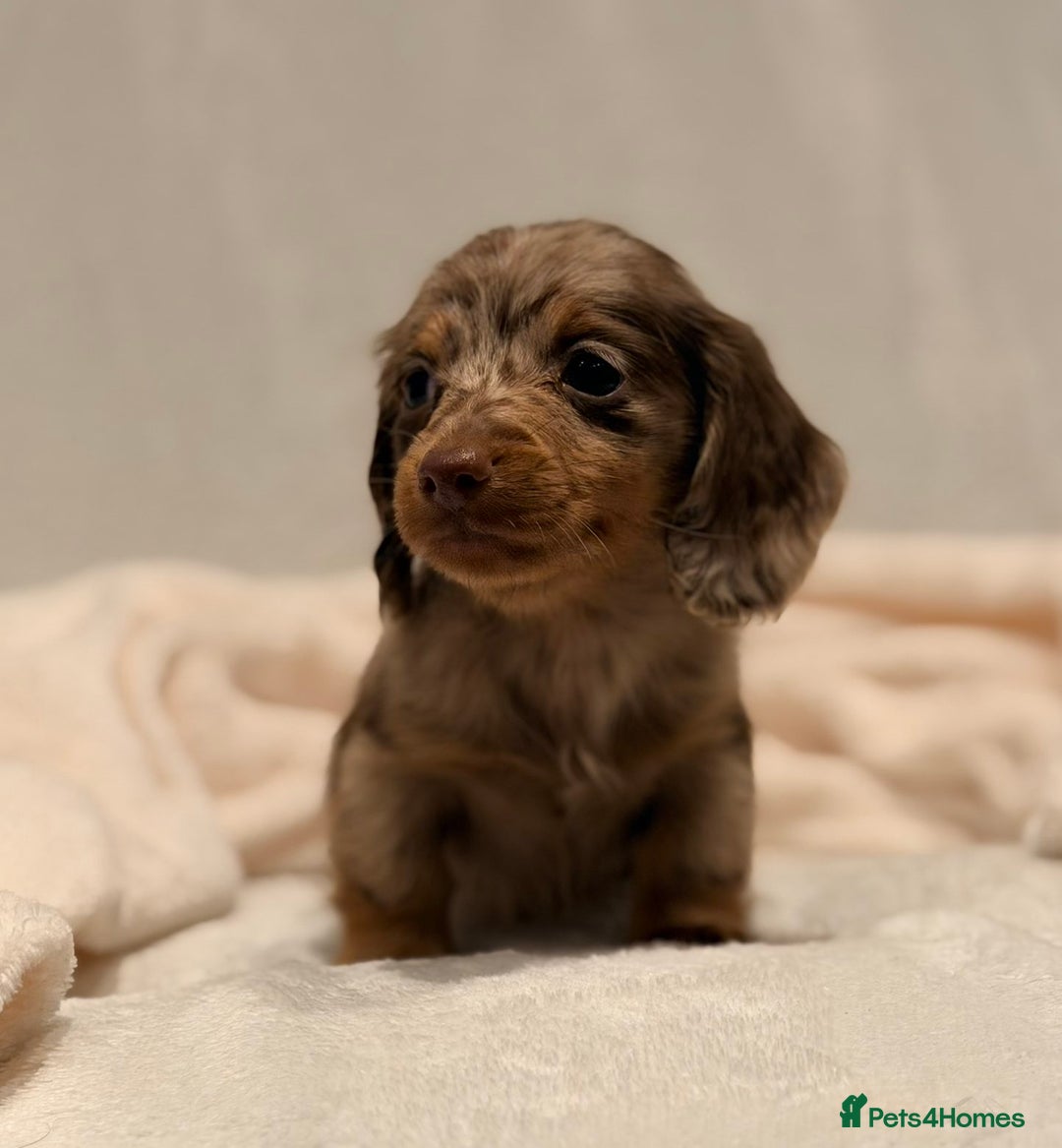Miniature Dachshund dogs for sale: Long haired dachshund puppie - Advert 4