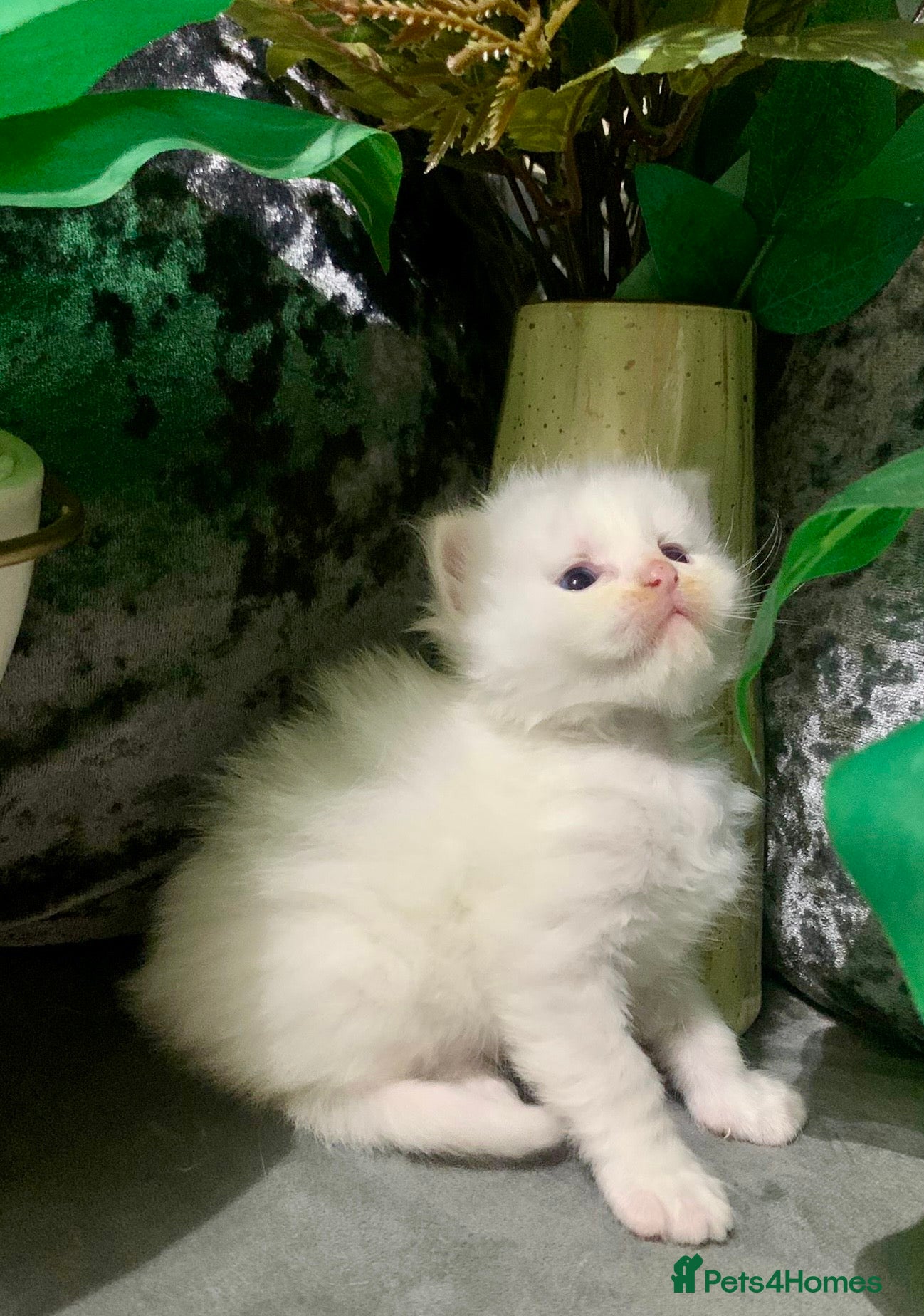 Ragdoll cats Ragdoll/Persian kittens - Advert 12