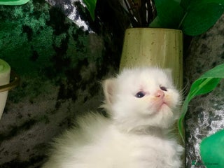 Ragdoll cats Ragdoll/Persian kittens - Advert 2