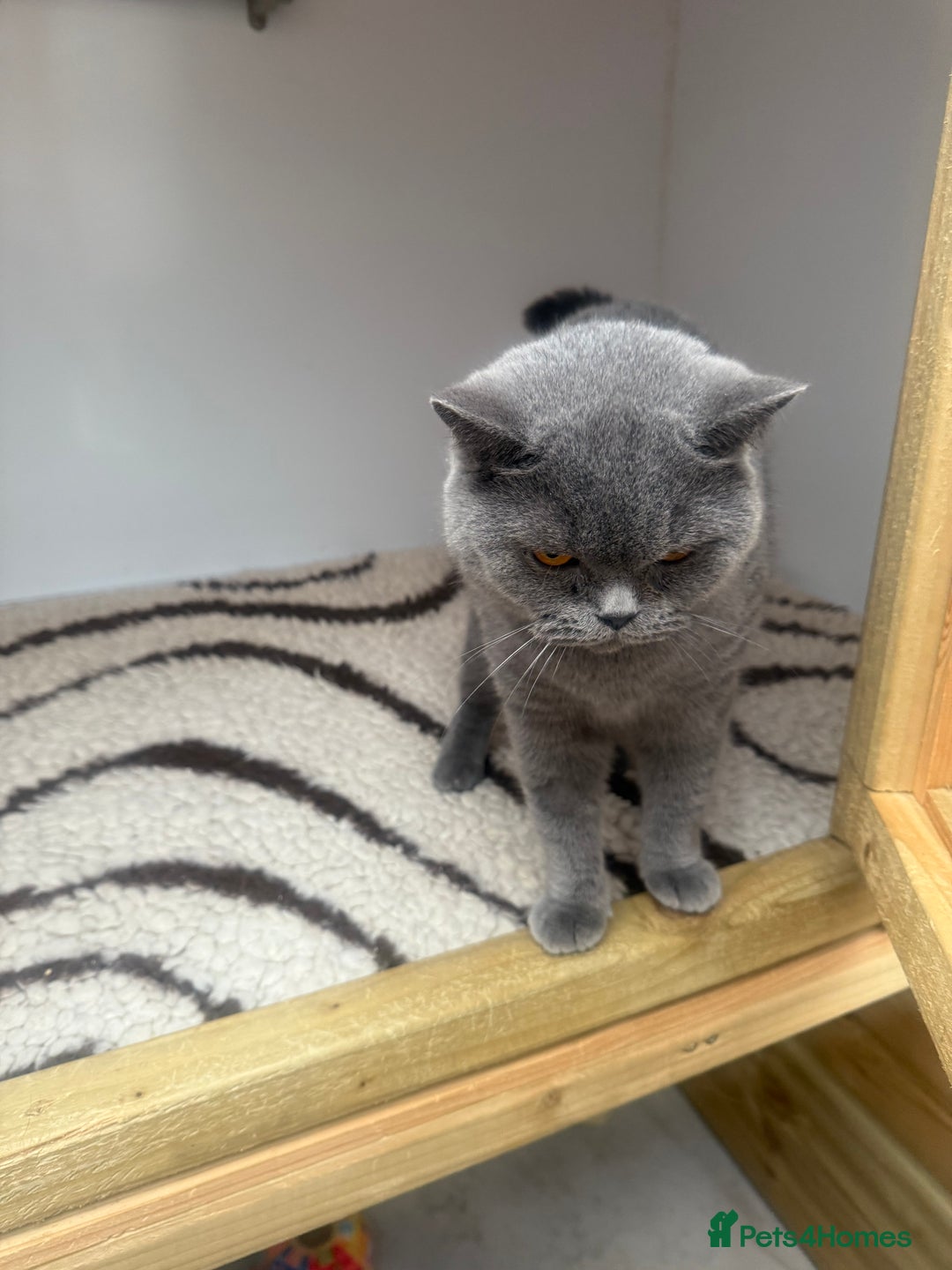 British Shorthair cats for sale: British Adults  - Advert 9