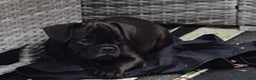 Frug dogs for sale: Gorgeous 16wk old Frugs - 3 Boys Remaining  - Advert 3