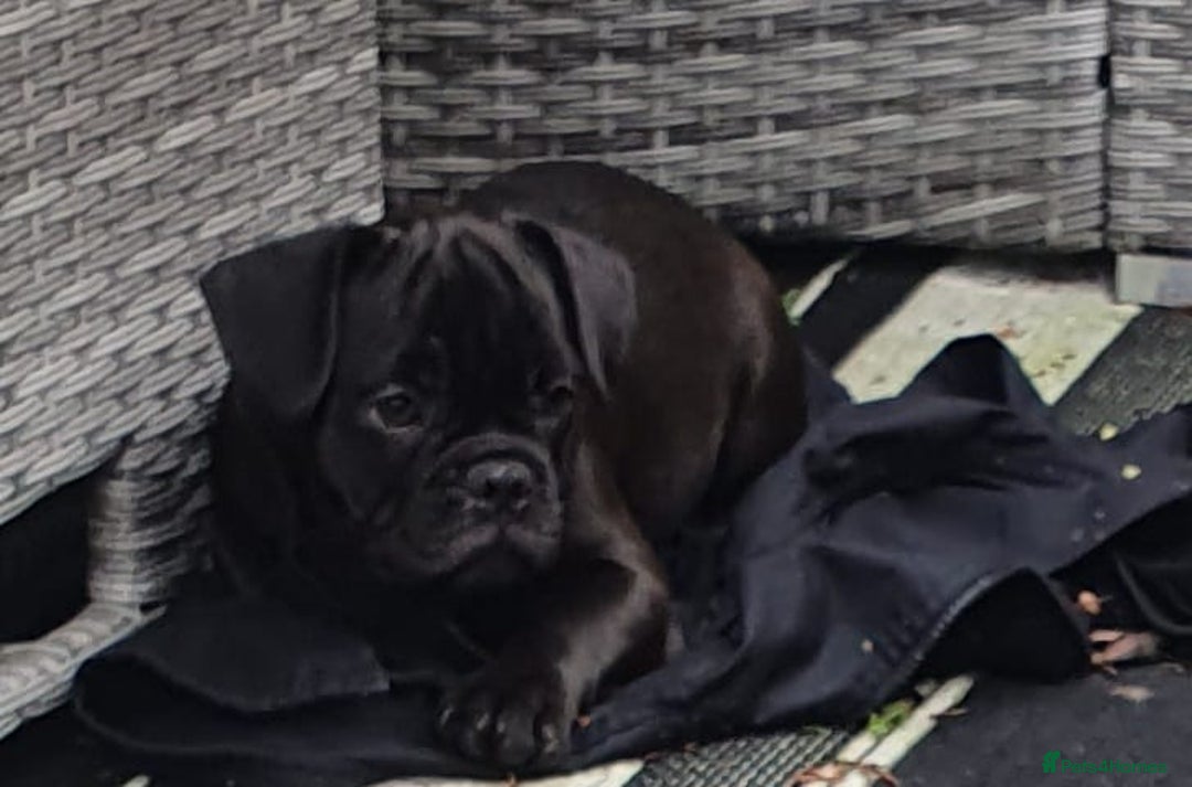 Frug dogs for sale: Gorgeous 16wk old Frugs - 3 Boys Remaining  - Advert 3