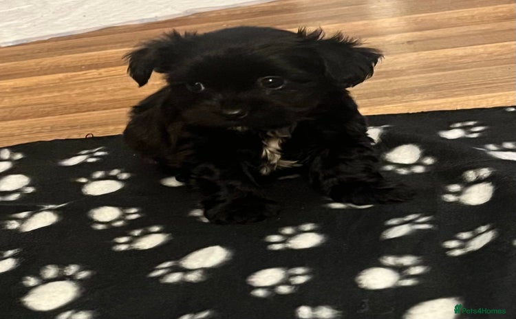 Jack Russell dogs JackRussell Puppy’s  - Advert 2