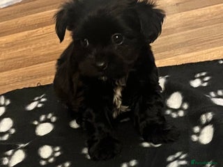 Jack Russell dogs JackRussell Puppy’s - Advert 4