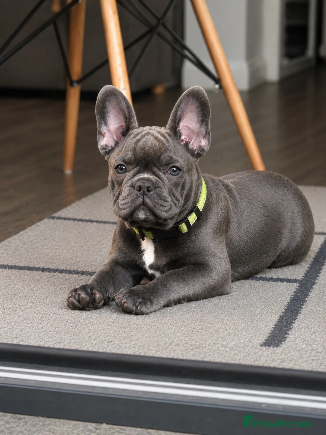 French Bulldog dogs for sale: 🐾KC registered Ready to go to there New homes🐾 - Advert 1