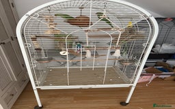 Ringnecks birds for sale: Ringneck Bonded Pair + Cage + Toys  - Image 6