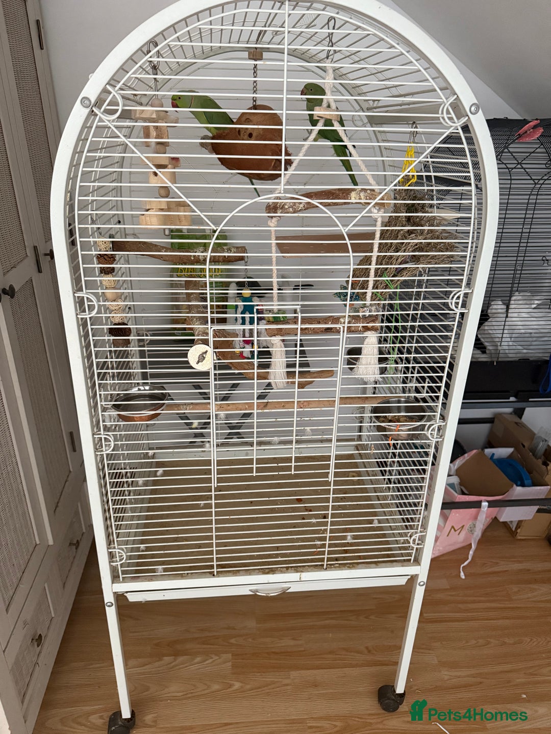Ringnecks birds for sale: Ringneck Bonded Pair + Cage + Toys  - Image 6