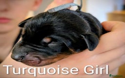 Dobermann dogs for sale: #ShadowdairDobermans #Pregnancy#DobermanLove - Image 20