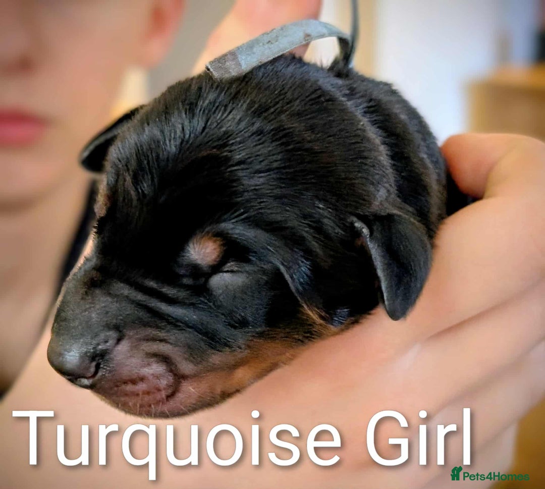 Dobermann dogs for sale: #ShadowdairDobermans #Pregnancy#DobermanLove - Image 20