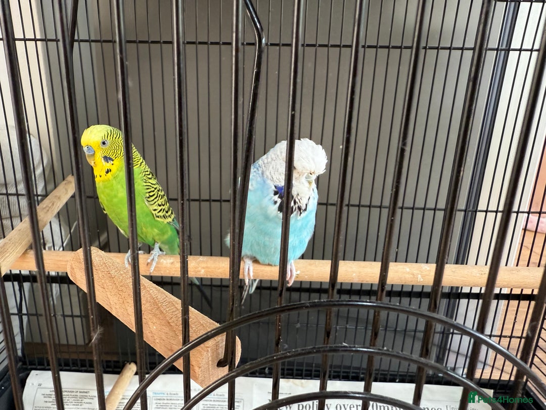 Budgerigars birds for sale: Budgie Pair - Image 3