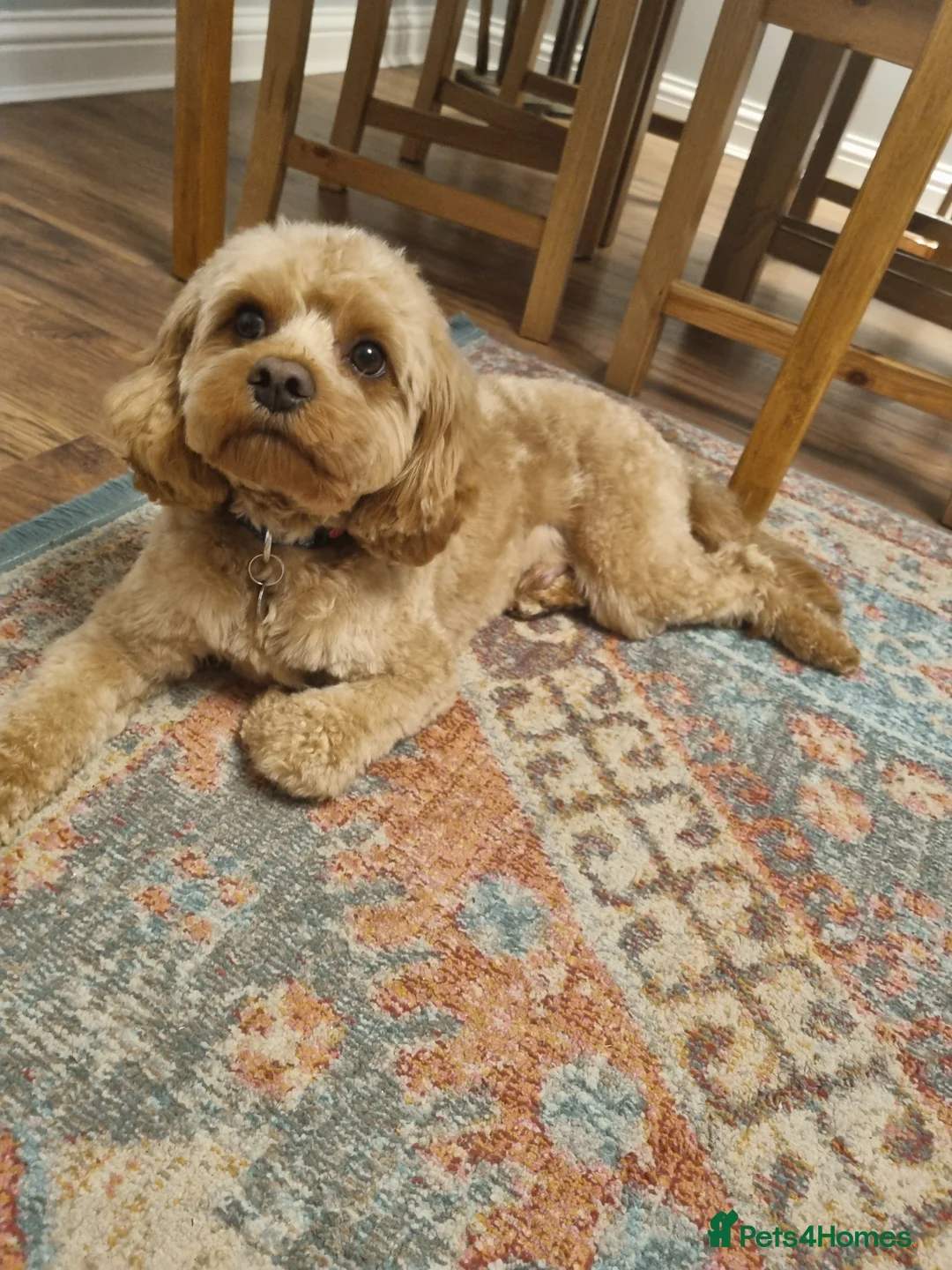 Cavapoo dogs for stud: Experienced, proven and health tested cavapoo stud in London - Advert 13