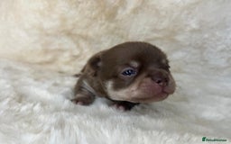 Chihuahua dogs for sale: Chihuahua 2 boys. Chocolate and black  - Image 5