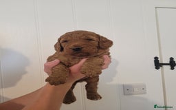 Mixed Breed dogs for sale: Miniature Goldendoodle Puppies - Image 12