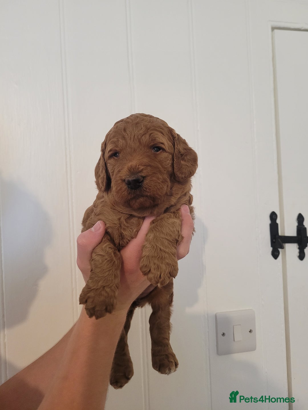 Mixed Breed dogs for sale: Miniature Goldendoodle Puppies - Image 12