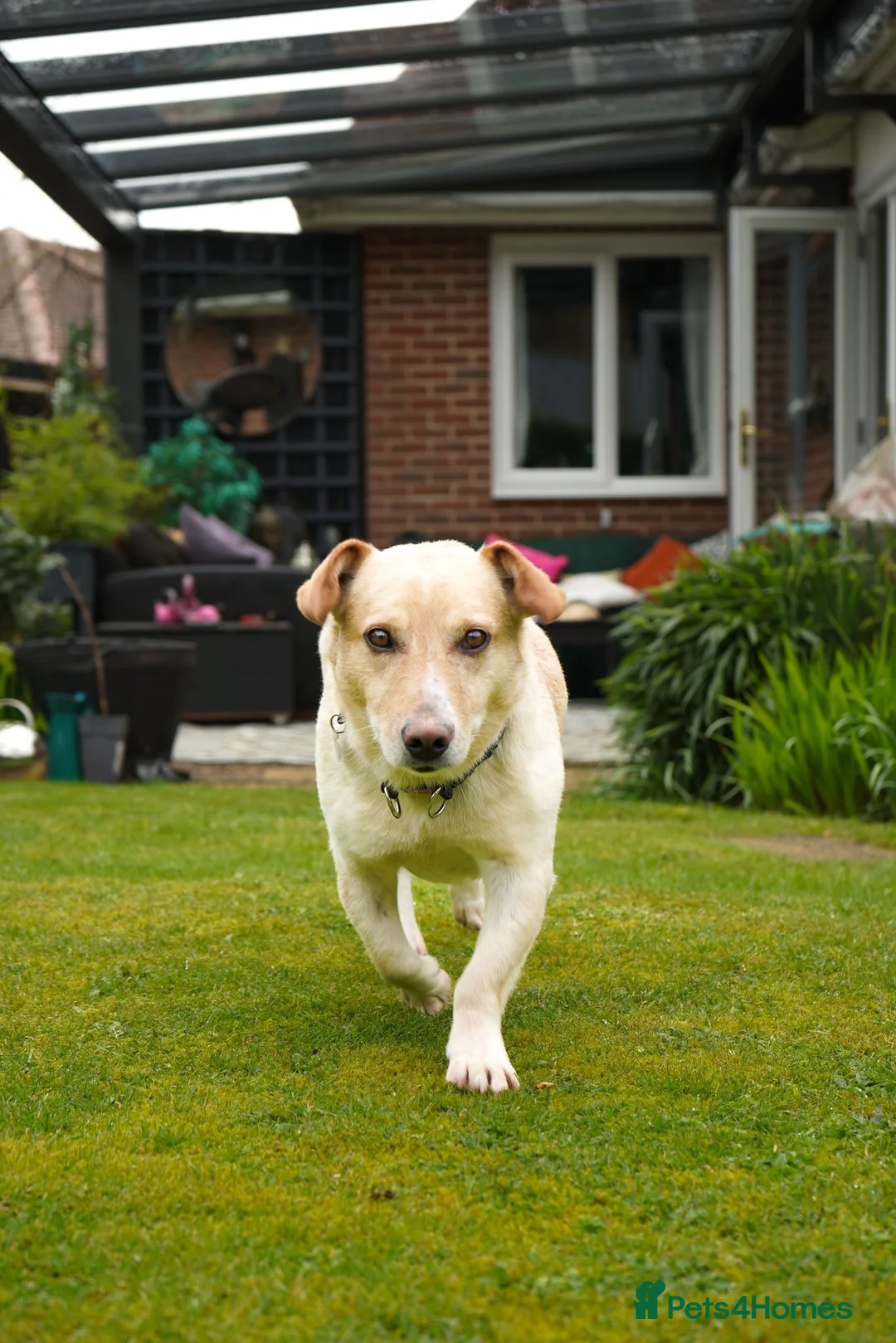 Mixed Breed dogs for adoption: Fantastic Fred - Advert 2