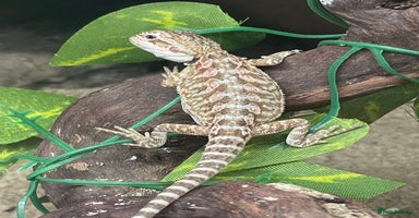 Bearded Dragon reptiles - Advert 8