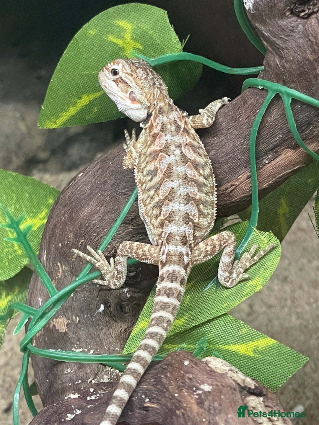 Bearded Dragon reptiles for sale: !!!3 Left!!! Baby Red Leatherback Bearded Dragons - Image 4