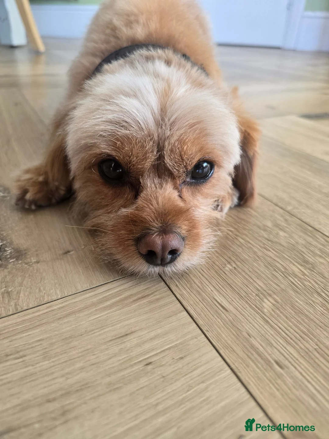 Cavapoo dogs for sale: 🐾 Loving Home Wanted for Stitch- Male Cavapoo 🐾 in Telford - Advert 2