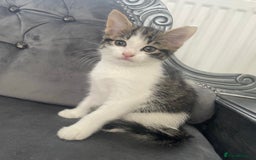 Mixed Breed cats for sale: Kittens for sale bradford  - Image 1