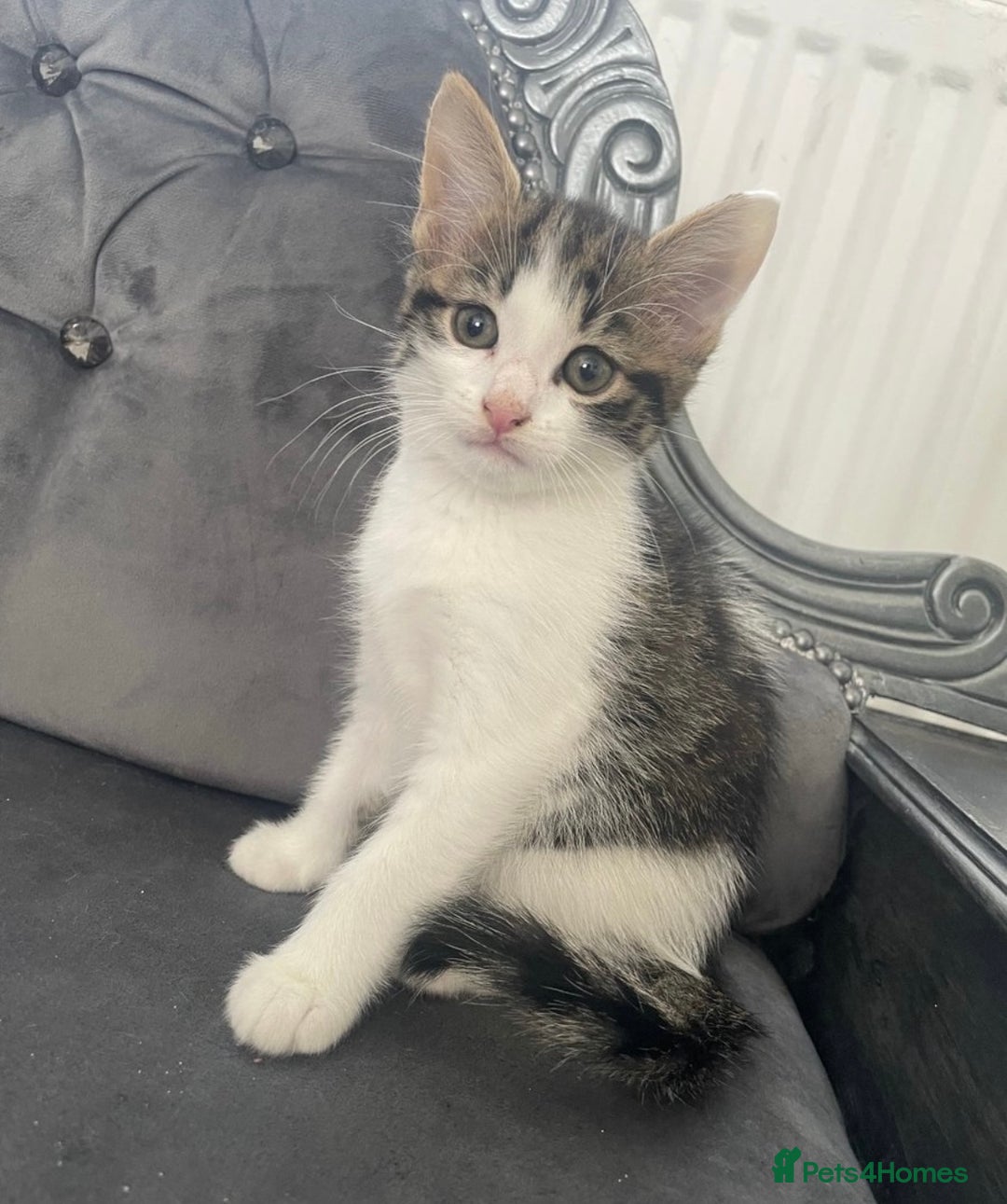 Mixed Breed cats for sale: Kittens for sale bradford  - Image 1