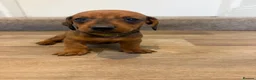 Dachshund dogs for sale: Standard Dachshunds Glasgow - Advert 7