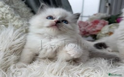 Ragdoll cats for sale: Only Two Kittens Available ready to go 🐾 - Image 7