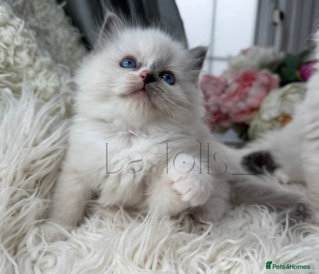 Ragdoll cats for sale: Only Two Kittens Available ready to go 🐾 - Image 7